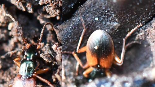 Réf. 246 674 : Anchomenus dorsalis
